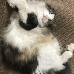 Scout's Adventure Package