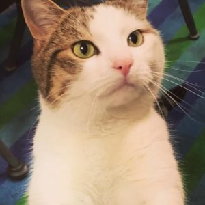 Green-eyed, brown and white shorthair cat named Sherlock perching on something out of frame