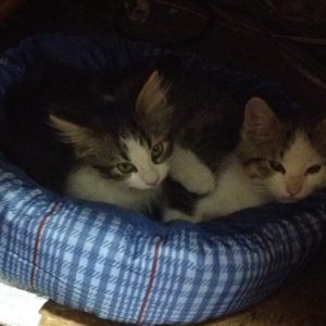 two small white and grey kittens lay in a blue cat bed