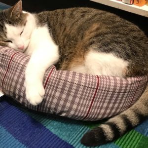 white and gray large cat laying in cat bed