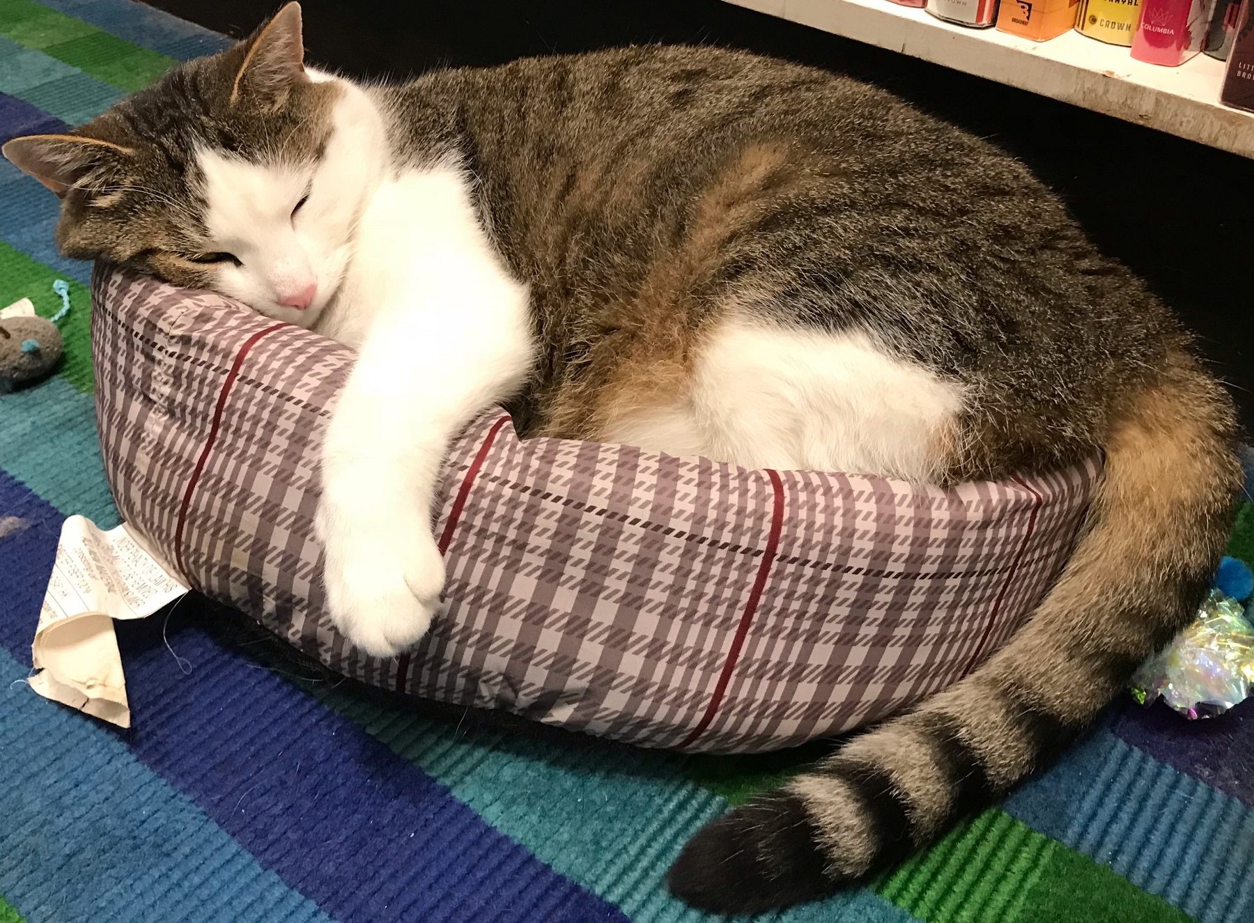 white and gray large cat laying in cat bed